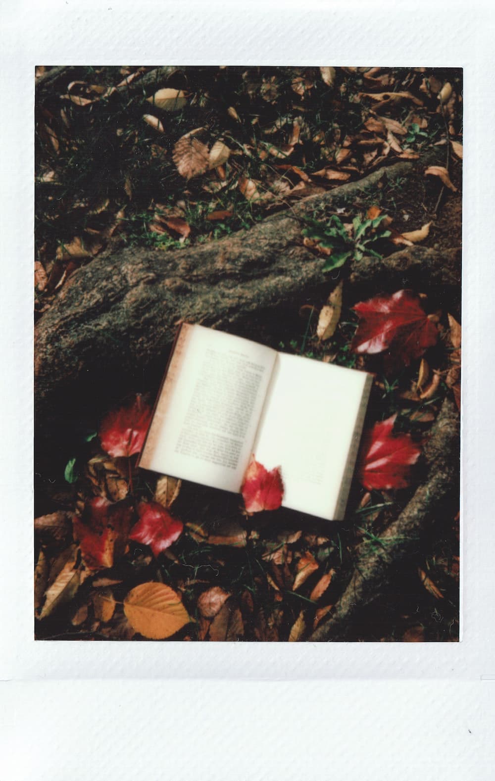 Frases Inspiradoras para Acompañar el Regalo Perfecto: Un Libro